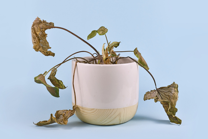 Neglected dying house plant with hanging dry leaves in white flower pot on blue background
