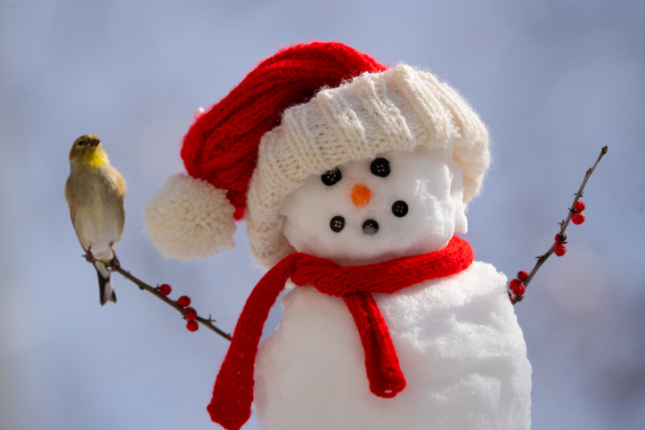 Goldfinch Perched on Snowman
