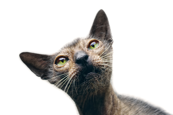 Funny close-up portrait of Lykoi cat looking curious at camera. Isolated on white background.
