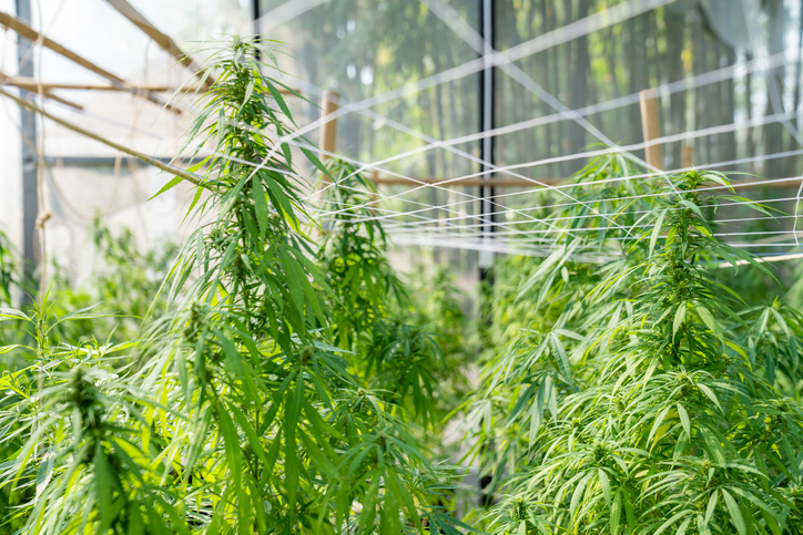 A lush marijuana plant with stem and leaves under the sunshine. A herbal plant used for medical purposes to make the medicine. A weed plant for smoking and making drugs.