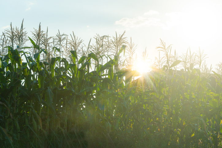 Corn Stalks in a Field with a Sun Flare