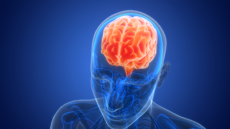 Central Organ of Human Nervous System Brain Anatomy