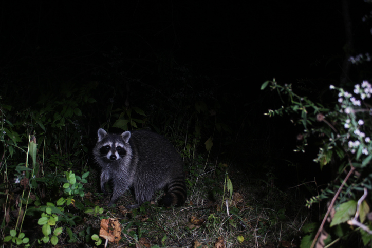 Raccoon