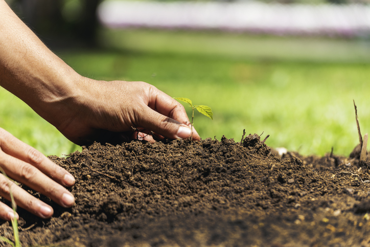 Eco green earth environment concept. Hand with growing tree on earth day with sunlight bokeh in morning. Save world energy protect by plant tree in soil and watering.
