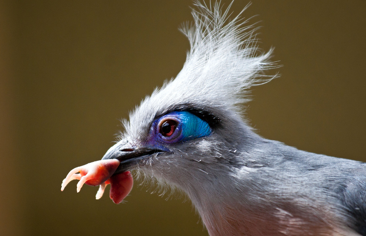 Side view of Coua, Indianapolis, Indiana, USA