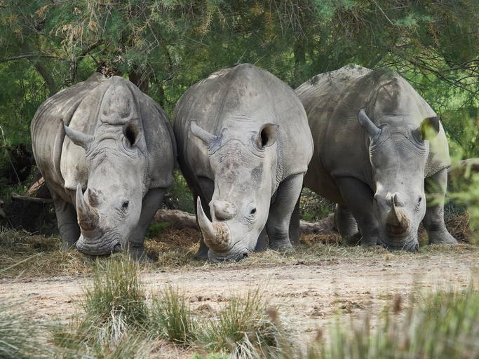 Three white rhinoceroses standing together and feeding in natural habitat