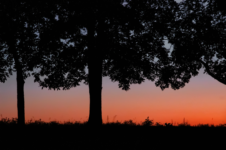 Silhouette of trees on field against sky during sunset,Shipshewana,Indiana,United States,USA