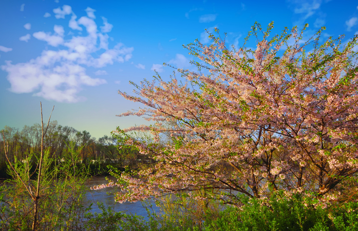 Flowering Trees along Wasbash River-Miami County Indiana
