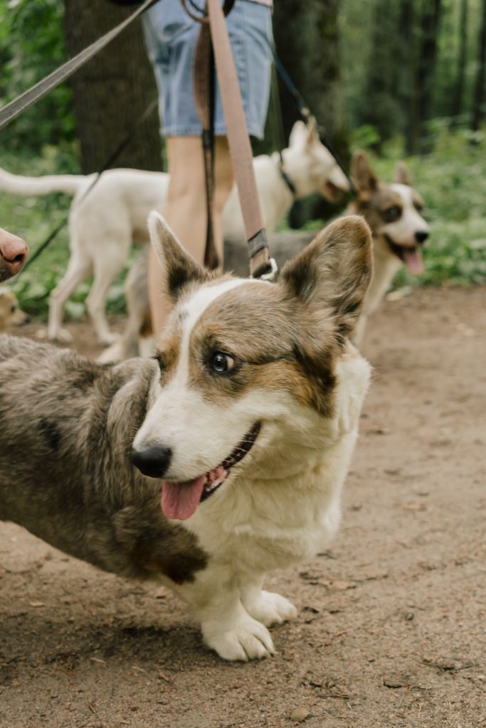 two cardigan Welsh Corgi dogs on walk in park with their owner on leashes, professional dog walker.