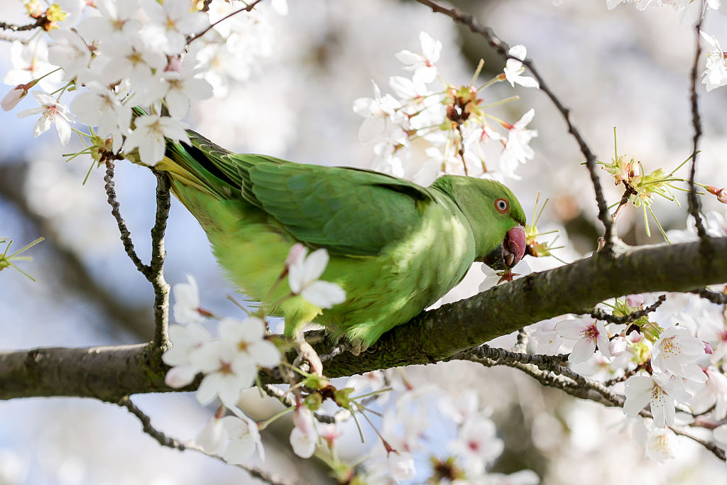 A rose-ringed parakeet on a cherry blossoms tree at