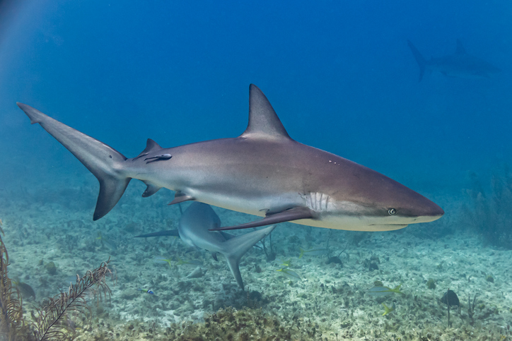 Caribbean reef sharks swimming over reef in tropical ocean