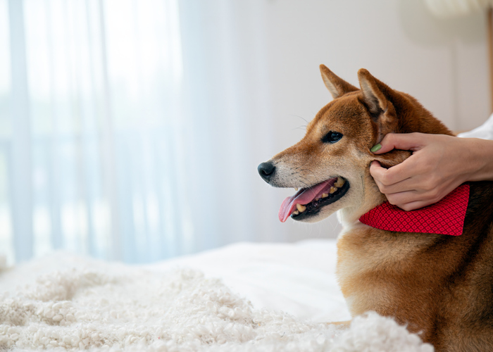 Close-up of a happy dog being gently petted by its owner on a cozy bed, highlighting affection and pet care at home