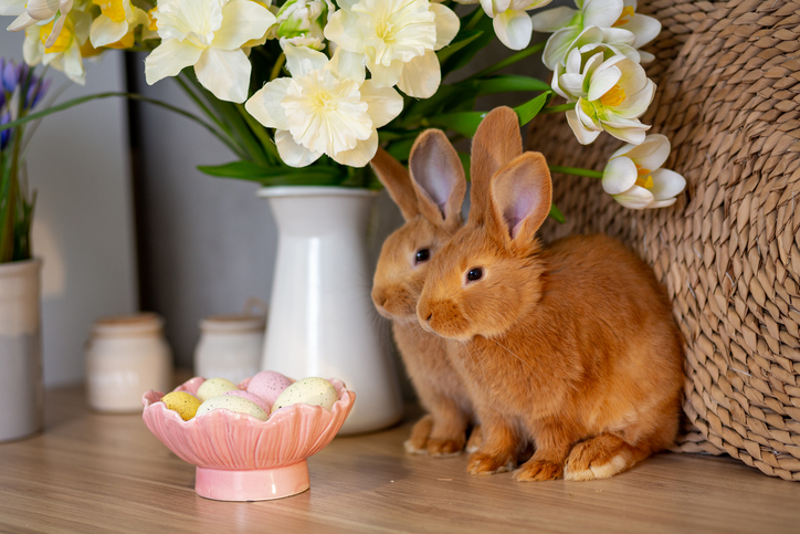 Why The Bunny Is The Trademark Animal Of Easter