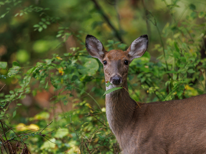 White-tailed Deer Doe Looking at Camera While Browsing in Forest