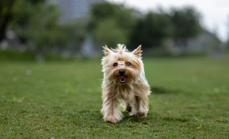 Yorkshire Terrier