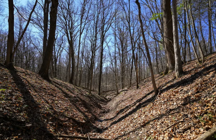 Yellowwood State Forest: 122 Acres of Land