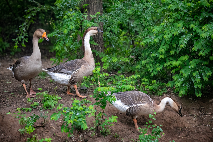 Swan Goose in the rainy jungle