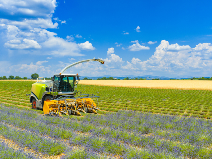 Lavender harvest machine in the Provence during a summer day