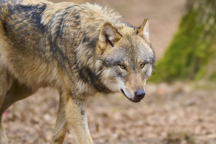 A single wolf moves in the forest, its fur is characterised by earthy brown tones, Wolf (Canis Lupus), Germany