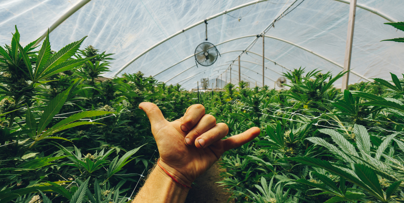 Grower making shaka sign over rows of legal cannabis plants ready for harvest inside a greenhouse