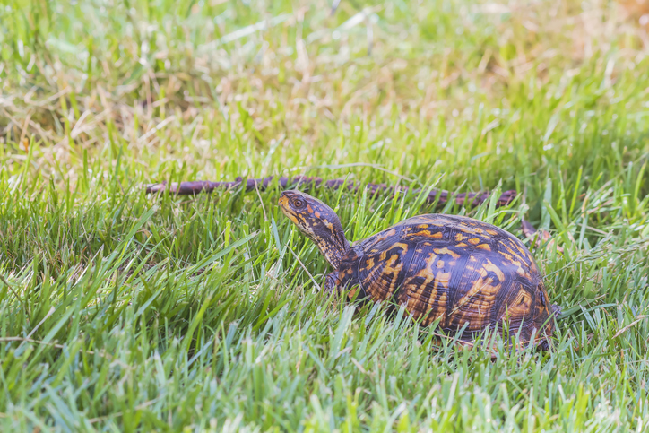 Female Eastern box turtle walking in the green grass.Maryland.USA