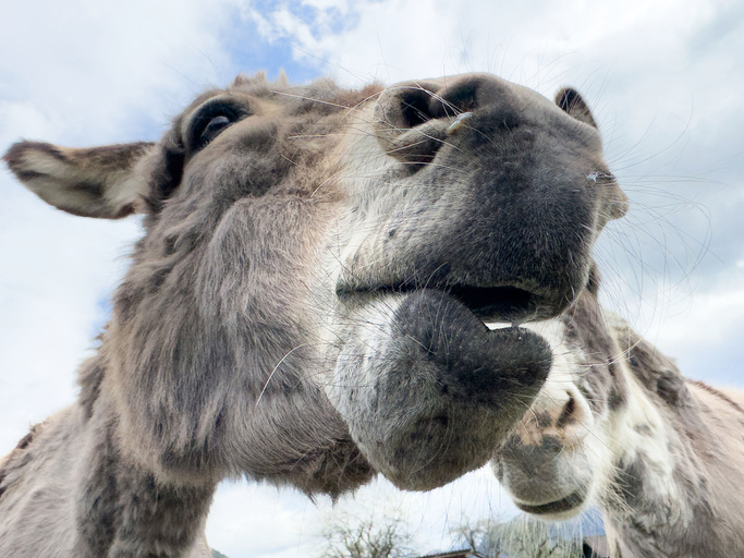 Close-up of curious donkey nuzzling camera with bright blue sky background