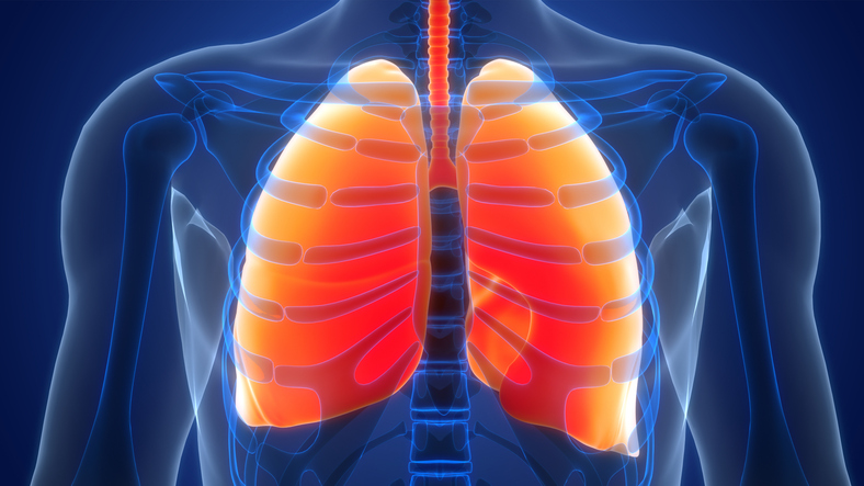 Human Respiratory System Lungs Anatomy
