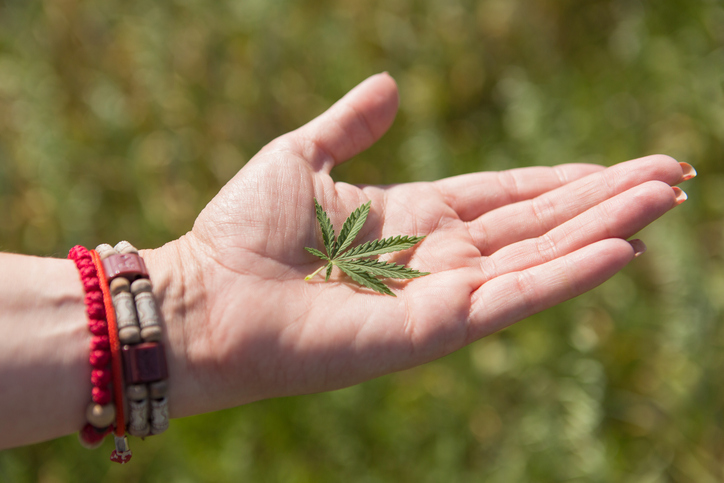 Female hand holding a green hemp leaf outdoors, close-up. Alternative medicine, CBD oil and natural cosmetics concept.