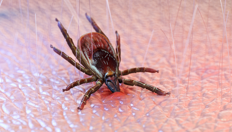 Tick biting human skin, close-up macro view