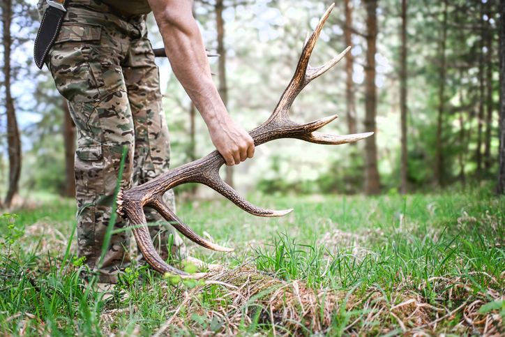 The hunter's hand picks up a fallen antler from the ground in the forest. Collecting fallen deer antler in the hunting grounds is poaching.