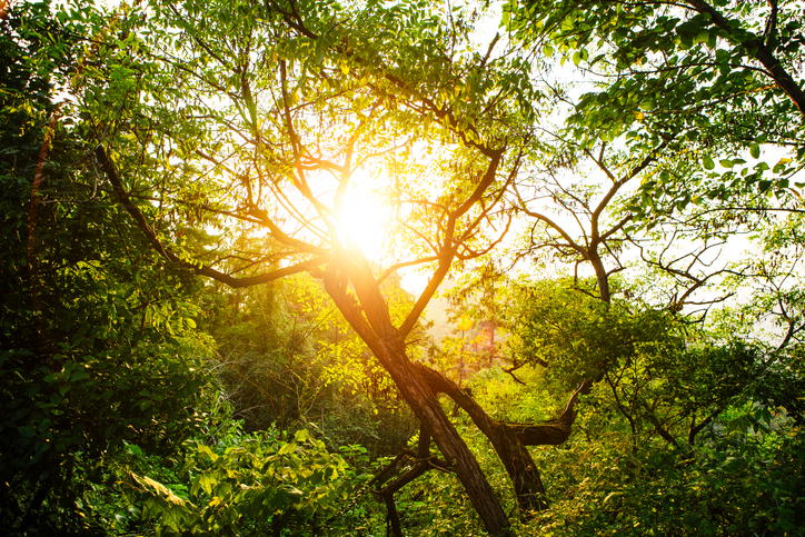 Warm golden sunset light passing through tall trees in a serene forest, casting long soft shadows and creating a peaceful natural atmosphere.