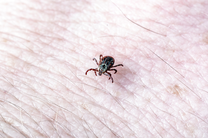 Adult female tick - Ixodes ricinus.A predatory parasitic tick crawls along the human body.Carrier of infectious diseases as encephalitis or Lyme borreliosis.