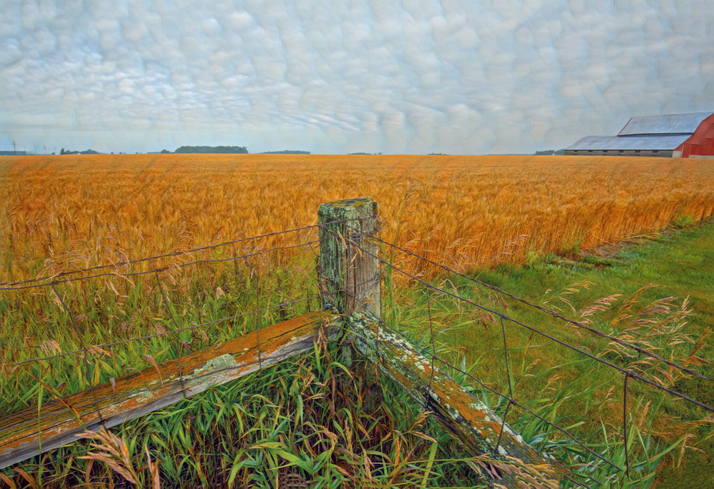 Old weathered Fence with wheat Field-Howard County, Indiana