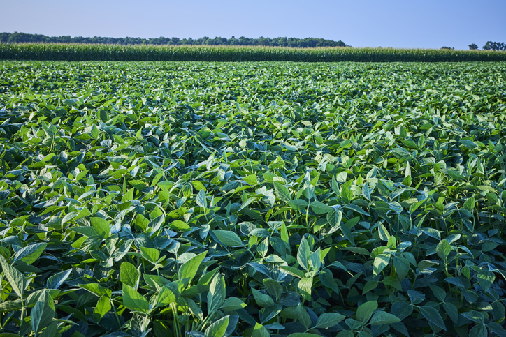 Lush Soybean and Corn Fields Under Bright Sunlight Eye-Level Perspective