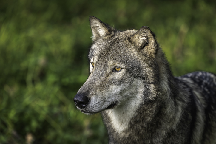 Midwest Wolves in the Evening Sun
