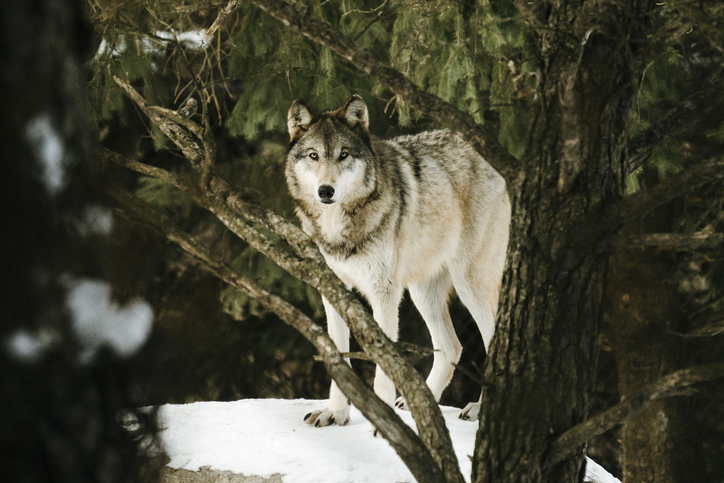 Straight on view of a Gray Wolf looking through the trees