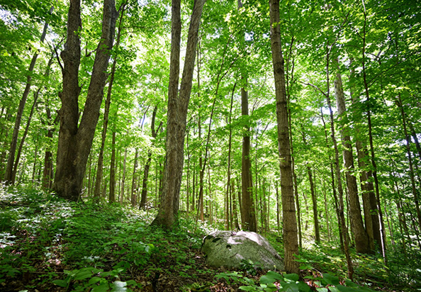 A dense, lush forest with tall, green trees and a rocky path winding through the undergrowth.