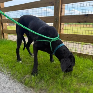 A black dog wearing a green harness standing in a grassy field behind a wooden fence.