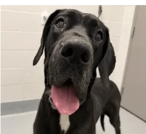 A close-up portrait of a black Labrador retriever with a friendly, open-mouthed expression.