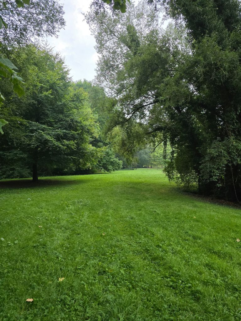 Wide green lawn surrounded by lush trees in a park