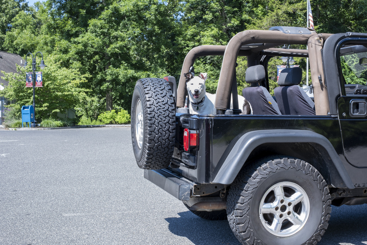 Dog Sitting in Back of Off-Road Vehicle