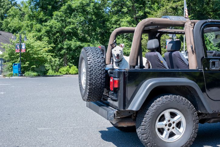 Dog Sitting in Back of Off-Road Vehicle