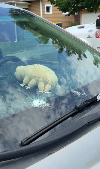 A large, white, furry creature resembling a manatee or walrus is visible through the windshield of a car.