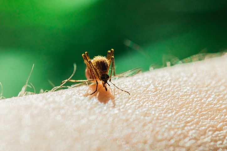 Mosquito on the skin drinks blood macrophotography