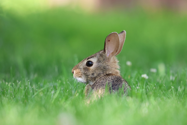 Close-up of a wild rabbit in a vibrant green grassy field, looking alert and curious