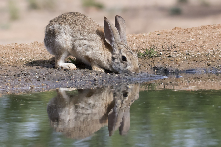 Desert Cottontail Rabbit with reflection drinking