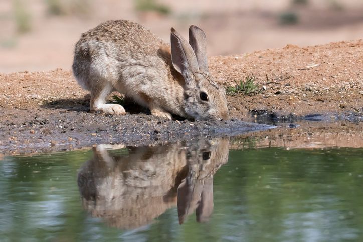 Desert Cottontail Rabbit with reflection drinking