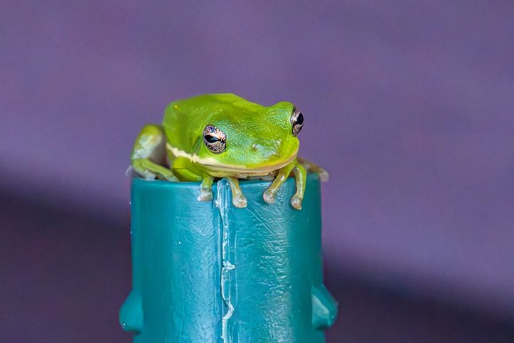 Close up of toad resting on sprinkling can