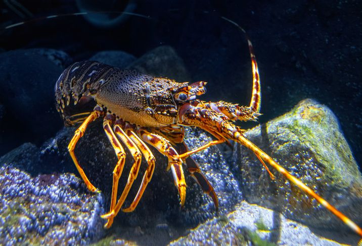 European spiny lobster, crawfish, seabed animal in the northern sea