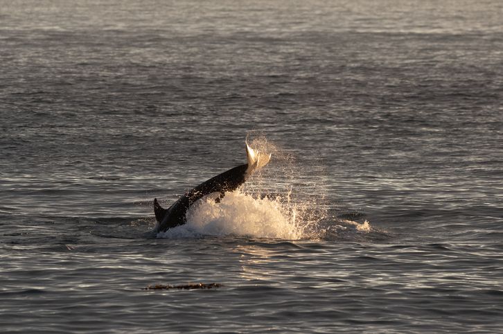 Killer whale orca patrolling coast to hunt sea lions with intentional beaching technique Punta Norte Peninsula Valdes Chubut Argentina